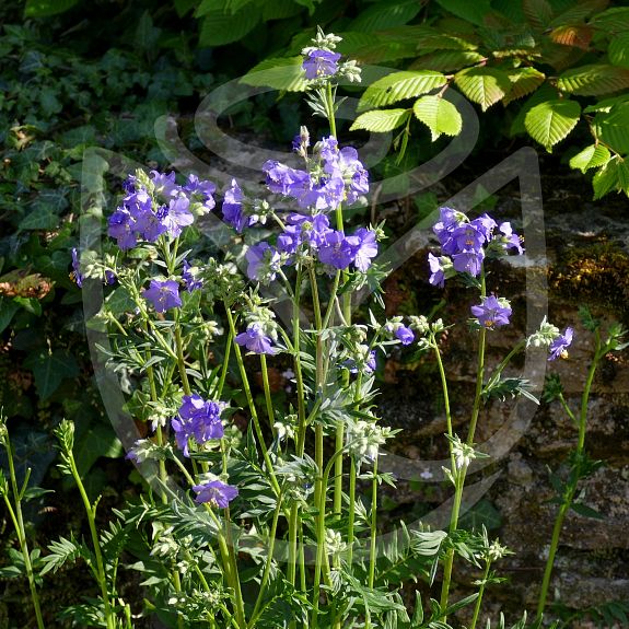 Polemonium caeryleaum Bressingham Purple