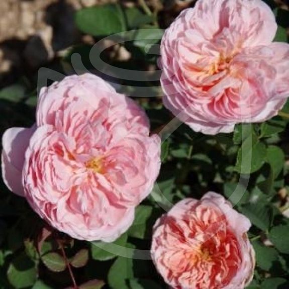 Abraham Darby®