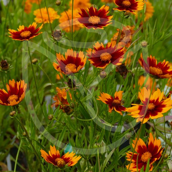 Coreopsis X 'Little Bang DayBreak'