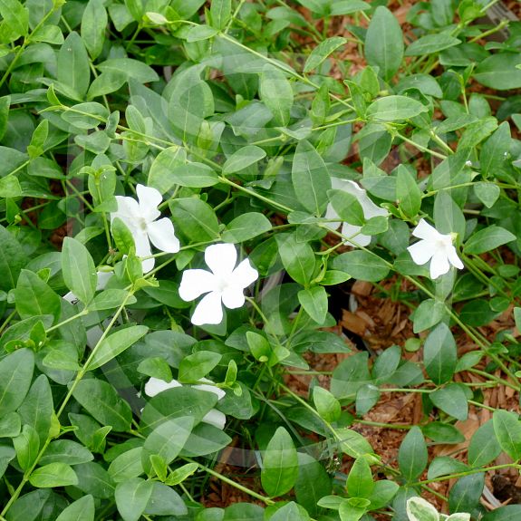 Vinca minor Gertrude Jekyll