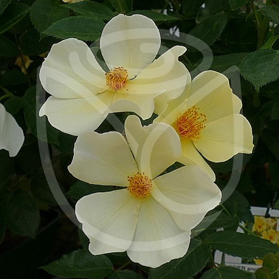 Tottering by Gently®