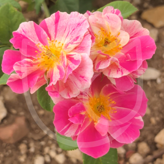 The King's rose®