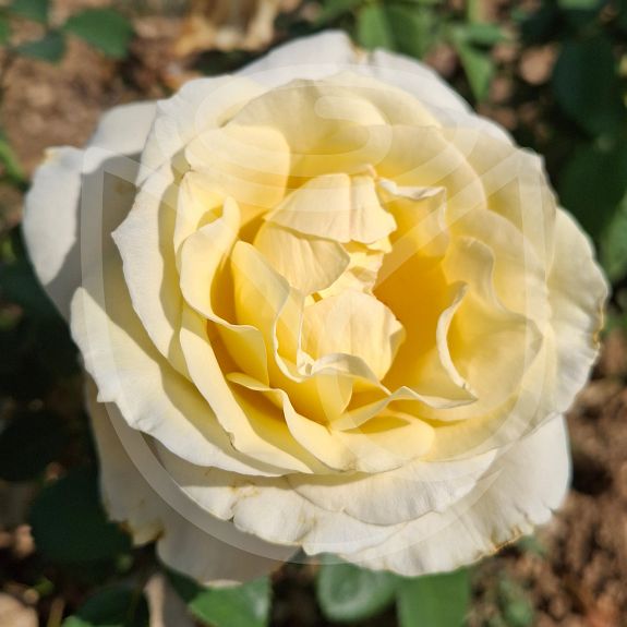 Honey Perfumella®