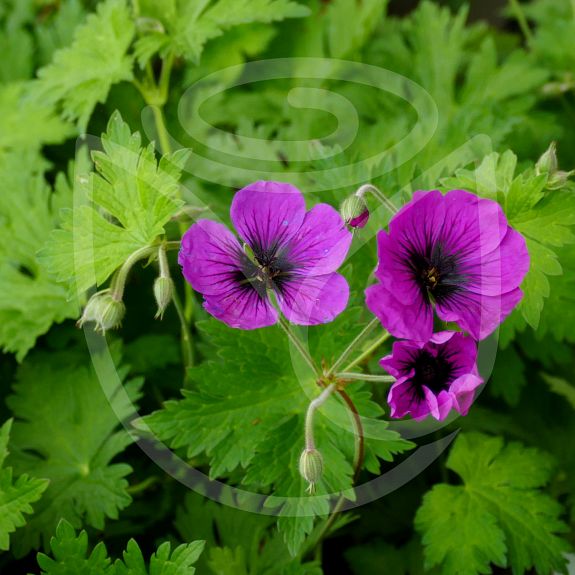 Geranium 'Ann Folkard'