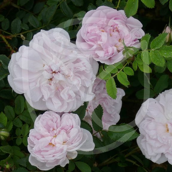 Rosa pimpinellifolia Stanwell Perpetual