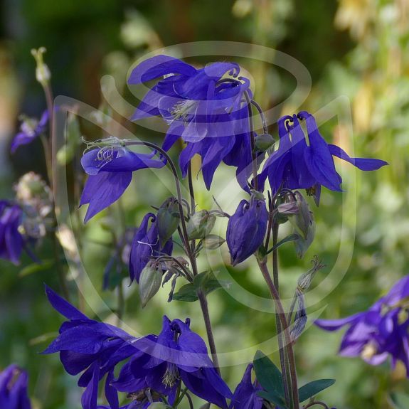 Aquilegia alpina