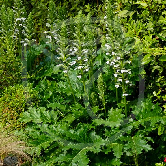 Acanthus mollis