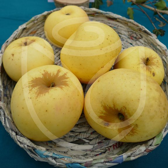 Reinette de Savoie