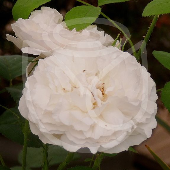 Winchester Cathedral®