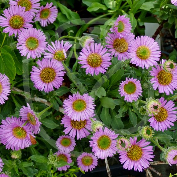 Erigeron glaucus mauve