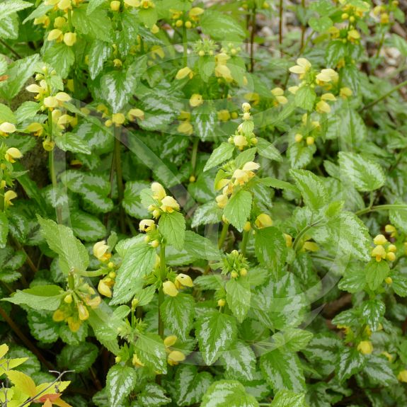 Lamium galeobdolon Florentimum