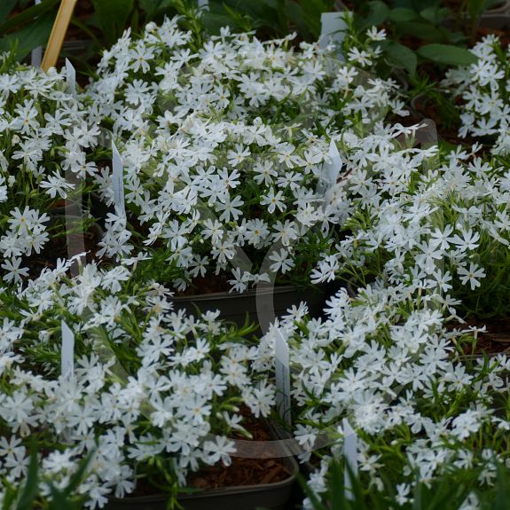 Phlox Subulata 'Snowflake'