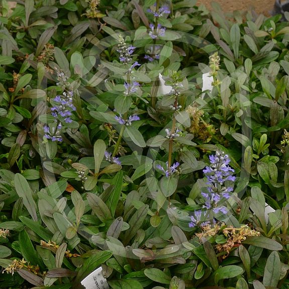 Ajuga reptans x tenorii