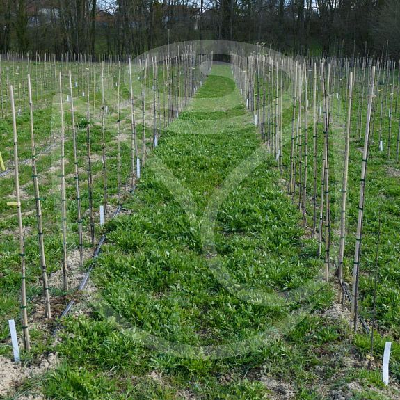 Framboise d'été