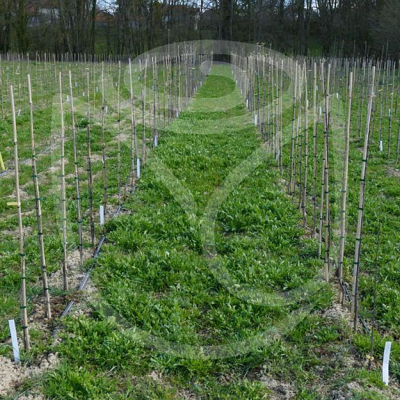 Framboise d'été