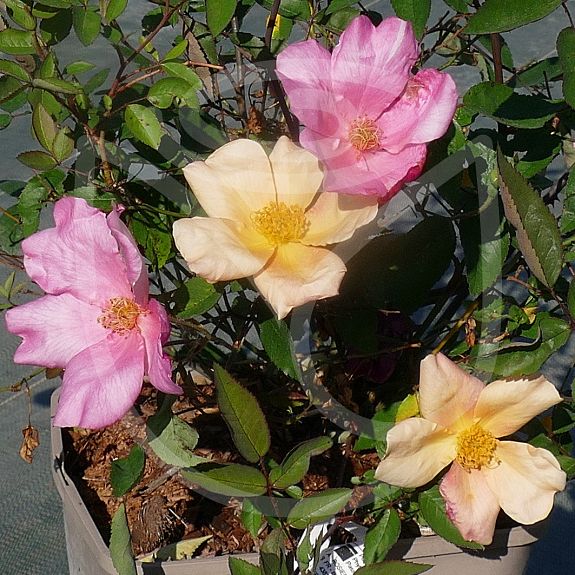 Rosa chinensis Mutabilis