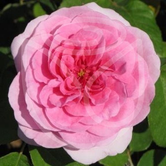 Gertrude Jekyll®