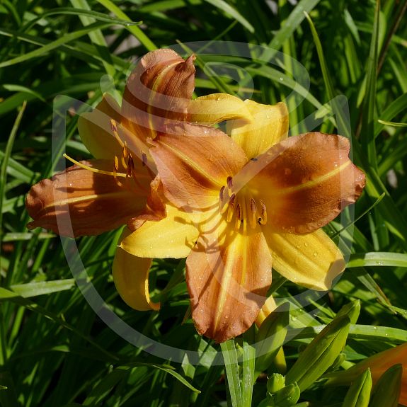 Hemerocallis EveryDaylily Punch Yellow®