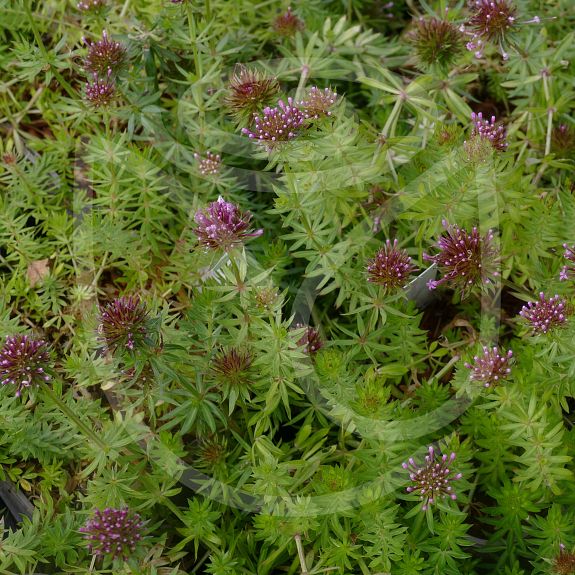 Crucianella stylosa Red Ping Pong