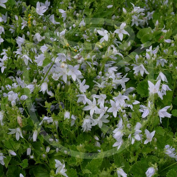 Campanula portenschlagiana Eh Frost