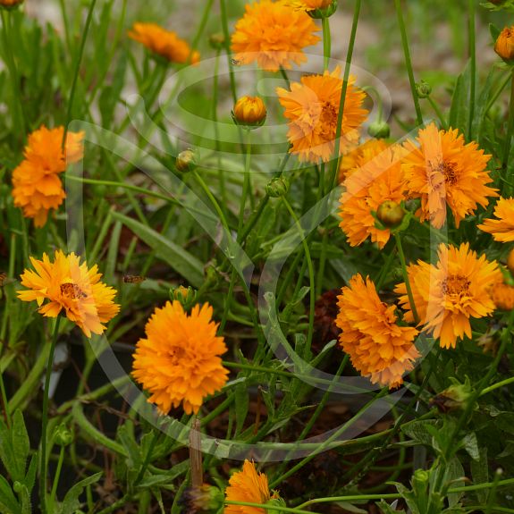 Coreopsis Grandiflora 'Early Sunrise'