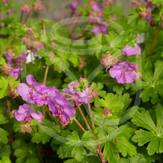 Geranium x cantabrigiense 'Karmina'