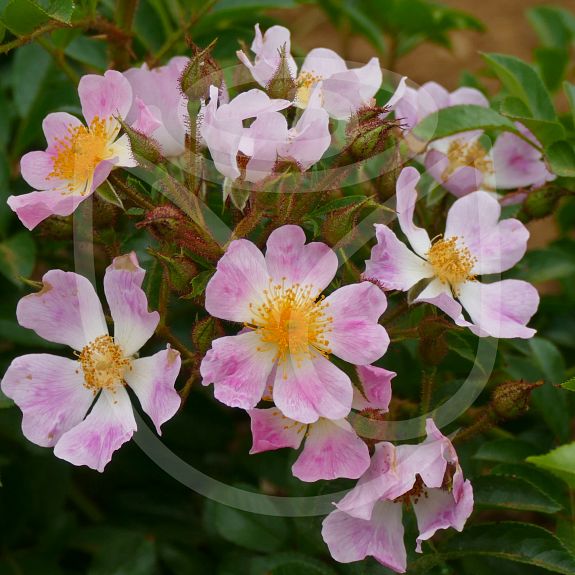 Rosa multiflora adenochaeta