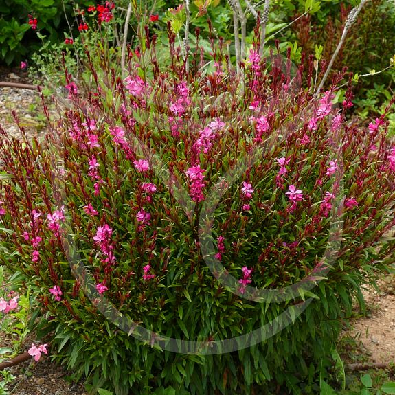 Gaura lindheimeri 'Siskiyou Pink'