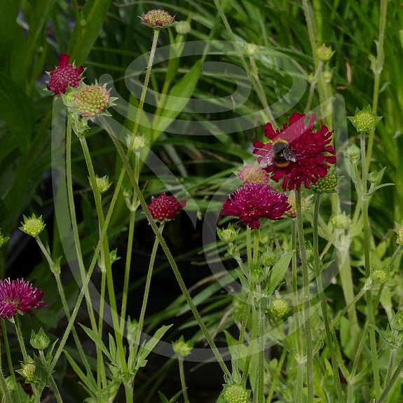 Knautia macedonica