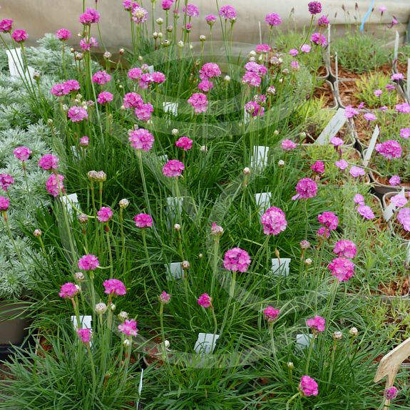 Armeria maritima 'spledens'