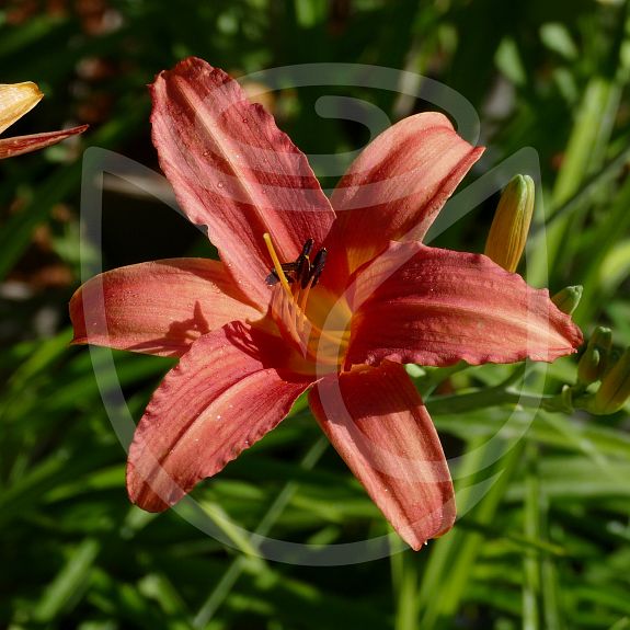 Hemerocallis Pink Damas