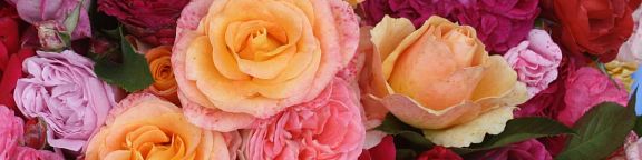 Des rosiers résistants, florifères, remontants, parfumés&nbsp;: des rosiers sans soucis