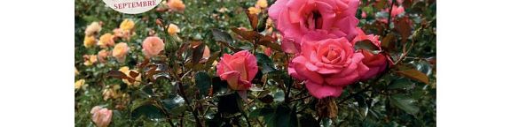 Shooting photo au milieu des roses