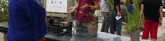 Atelier de bouturage