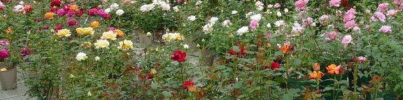 Balade printanière, tout est beau, tout est fleuri !