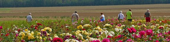 Septembre en Roses