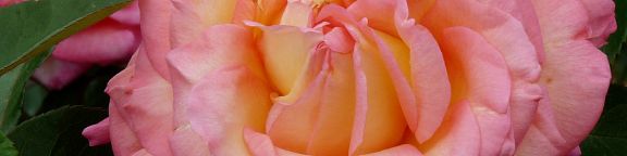 Rosiers de célébrités