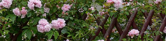 Rosiers grimpants pour clôture et grillage