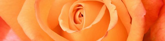 Rosiers orange