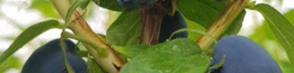 Petits fruits originaux