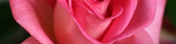 Rosiers grimpants roses