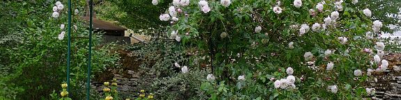 Rosiers grimpants pour arche et treillage