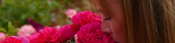 Rosiers grimpants parfumés