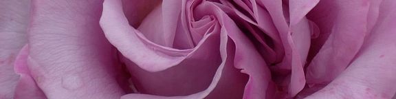 Rosiers violets