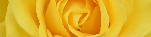 Rosiers jaunes
