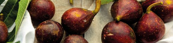 Fruitality®, fruitiers faciles et gourmands&nbsp;: