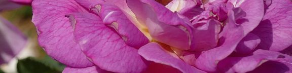 Rosiers grimpants violets