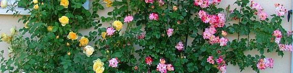 Rosiers grimpants pour petits espaces
