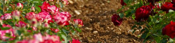 Les rosiers résistants au calcaire