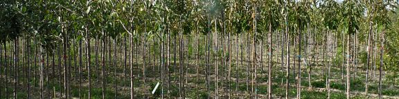 Plantation de verger